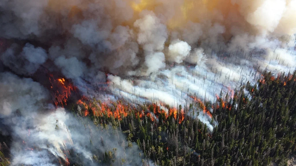Wild Fire